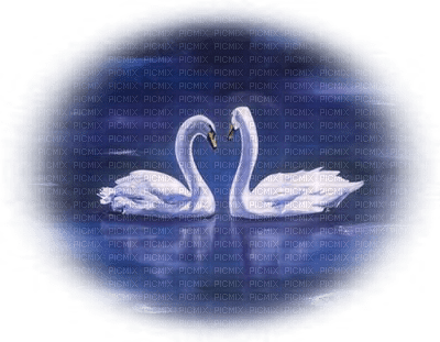 Kaz_Creations Swans Birds - 免费PNG