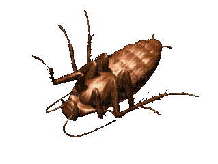 Creepy Cockroaches - Δωρεάν κινούμενο GIF