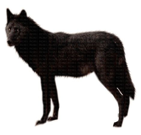 black wolf by nataliplus - 無料png