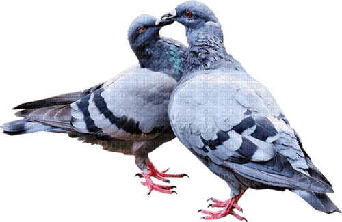pigeons Bb2 - PNG gratuit