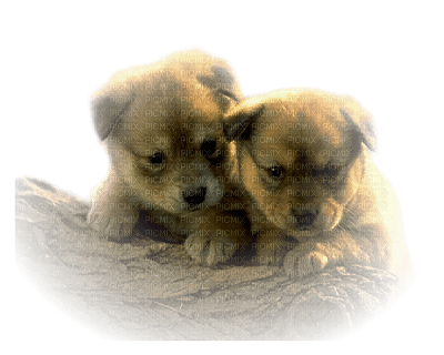 Kaz_Creations Dogs Pups - png gratuito