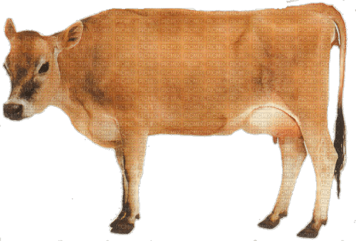 Cow-RM - darmowe png
