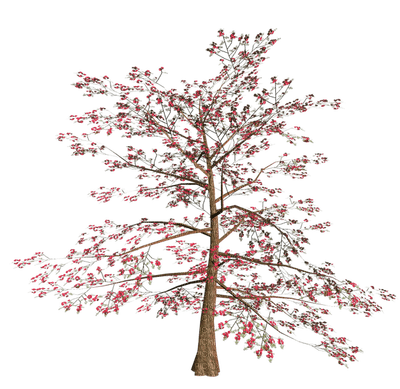 Kaz_Creations Trees Tree Colours - 無料png