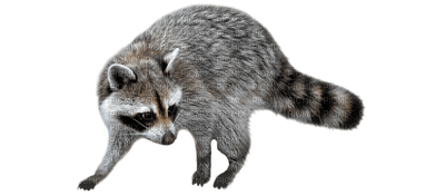 raccoon bp - bezmaksas png