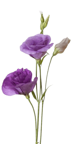 fleurs mauves - PNG gratuit