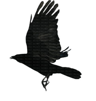 Ravens - ingyenes png