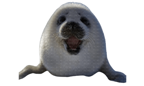 seal - безплатен png