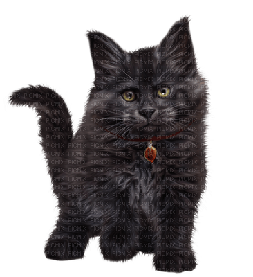 katt-cat-animal-minou52 - 無料png