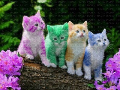 encre chats couleurs - png gratuito