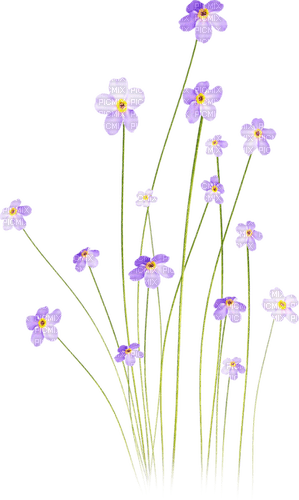 wildflowers Bb2 - nemokama png