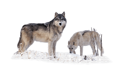 wolf winter  loup hiver - Free PNG