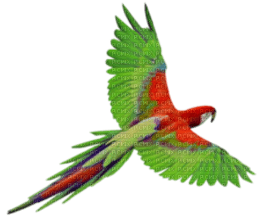 patymirabelle oiseau  ara perroquet - PNG gratuit