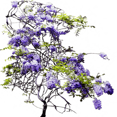 purple tree, sunshine3 - png grátis
