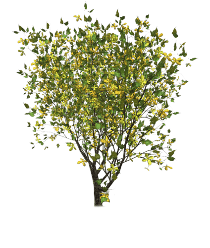 Arbusto  de flores - nemokama png