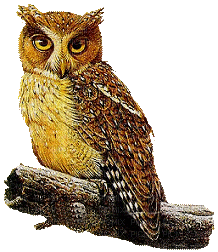 Owl - 無料のアニメーション GIF