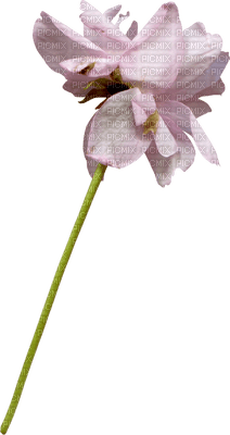minou-pink-flower-blommor - 免费PNG