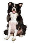 dog bp - Darmowy animowany GIF