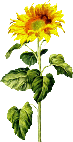 Animated.Sunflower.Brown.Yellow - By KittyKatLuv65 - Ingyenes animált GIF