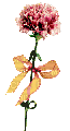carnation with bow - GIF animasi gratis