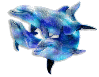 Kaz_Creations Dolphins Dolphin - Gratis animerad GIF