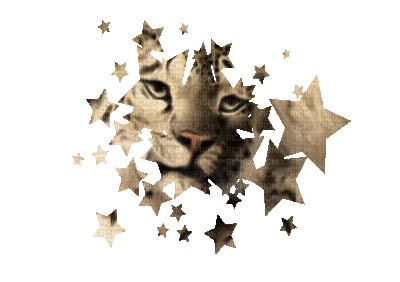 Snow léopard - GIF animate gratis