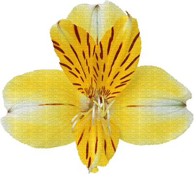 Kaz_Creations Flowers Deco Flower Colours - ilmainen png
