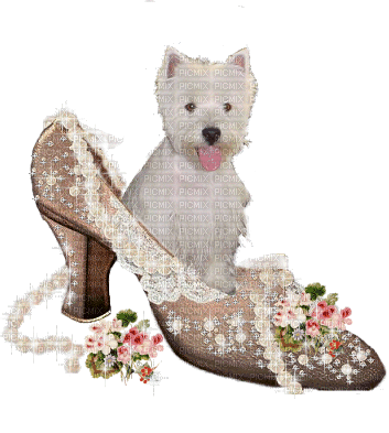 Chien chaussure (stamp clem27) - GIF animado grátis