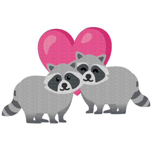 raccoon hearts - bezmaksas png