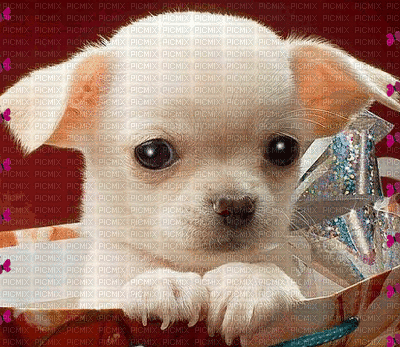 small dog - Gratis geanimeerde GIF