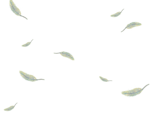 feather - kostenlos png