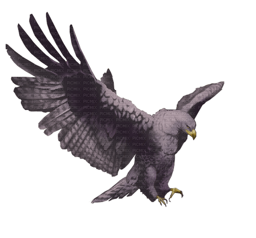 ✶ Bird {by Merishy} ✶ - PNG gratuit