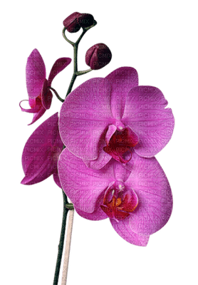 орхидея - png gratis