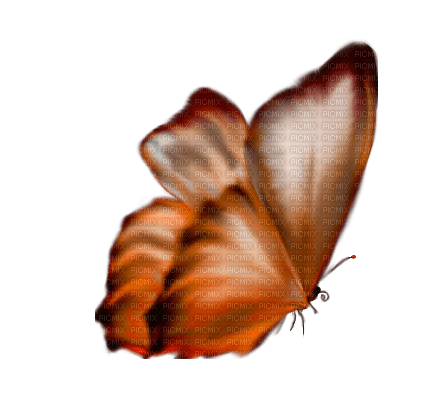 autumn deco kikkapink png butterfly orange - PNG gratuit