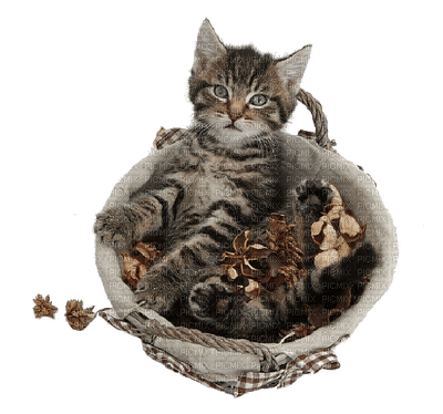 chat cat autumn automne - Free PNG