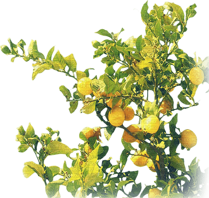 soave deco lemon summer tree citrus  fruit - gratis png