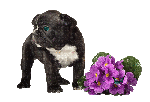 Black Pug Puppy with Flowers - GIF animé gratuit