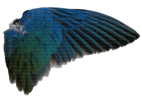blue wings - png ฟรี
