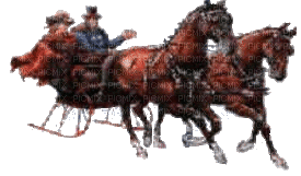 horse. horses bp - Animovaný GIF zadarmo