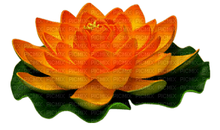 lotus flowers bp - Free PNG