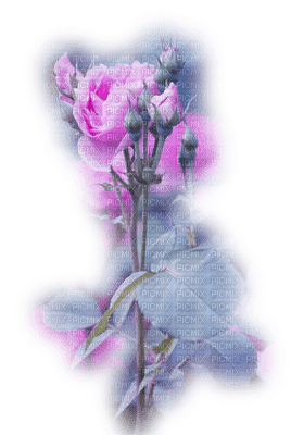 fleur,flower - nemokama png