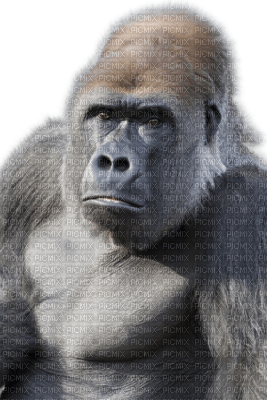 Kaz_Creations Monkey Animals - бесплатно png