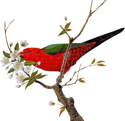 red bird - PNG gratuit