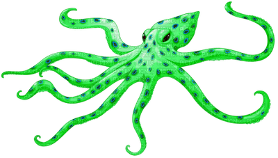 octopus - PNG gratuit