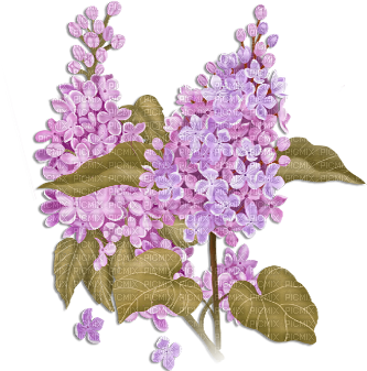 soave deco flowers branch spring lilac purple - zdarma png