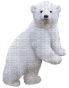 ice polar bear - darmowe png