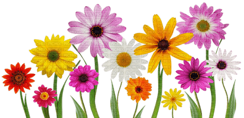 colorful flowers sunhsine3 - bezmaksas png