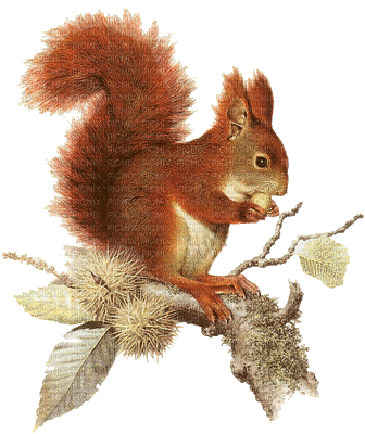 patymirabelle automne écureuils - GIF animado grátis