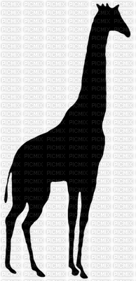 silhouette giraffe - gratis png