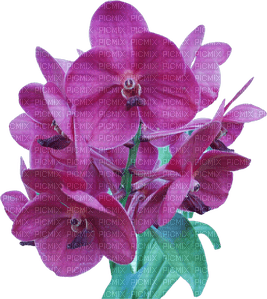 Orchid.  1 Nitsa - Free PNG
