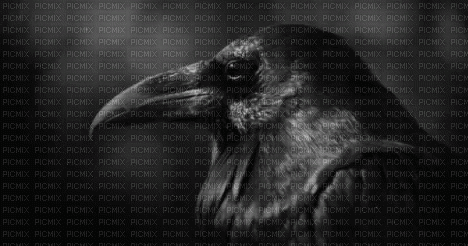 Raven - Δωρεάν κινούμενο GIF